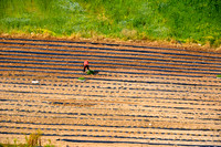 Farmers in Field (3)