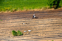 Farmers in Field (7)