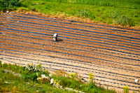 Farmers in Field (1)