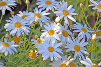 Annual Daisy - Bellis Annua - Bebuna (3)