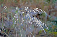 Animated Oat - Avena Sterilis - Hafur Kbir