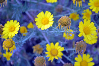 Crown Daisy - Glebionis Coronaria - Lellux (9)