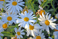 Annual Daisy - Bellis Annua - Bebuna