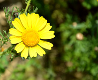 Crown Daisy - Glebionis Coronaria - Lellux (2)