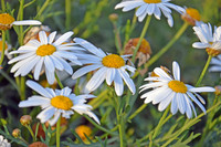 Annual Daisy - Bellis Annua - Bebuna (5)