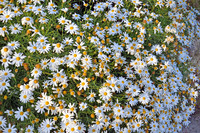 Annual Daisy - Bellis Annua - Bebuna (2)