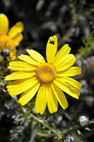 Crown Daisy - Glebionis Coronaria - Lellux (6)