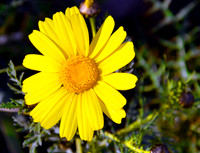 Crown Daisy - Glebionis Coronaria - Lellux (7)