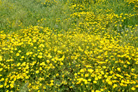 Crown Daisy - Glebionis Coronaria - Lellux