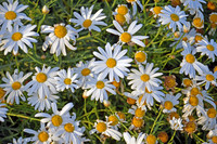 Annual Daisy - Bellis Annua - Bebuna (1)