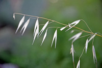 Animated Oat - Avena Sterilis - Hafur Kbir (1)
