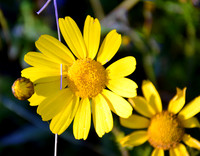 Crown Daisy - Glebionis Coronaria - Lellux (5)