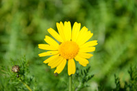 Crown Daisy - Glebionis Coronaria - Lellux (4)