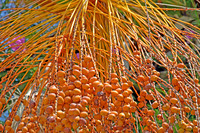 Arecaceae - Canary Islands Date Palm - Palma tat-Tamar