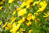 Crown Daisy - Glebionis Coronaria - Lellux (1)
