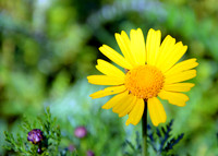 Crown Daisy - Glebionis Coronaria - Lellux (3)