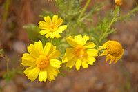 Crown Daisy - Glebionis Coronaria - Lellux (8)