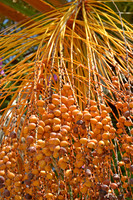Arecaceae - Canary Islands Date Palm - Palma tat-Tamar (1)