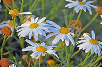 Annual Daisy - Bellis Annua - Bebuna (4)