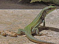 Animals and Insects