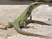 Maltese Lizard (1)