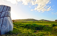 Gozo Field