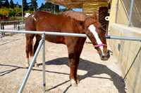 Ta Qali Petting Farm (13)