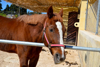 Ta Qali Petting Farm (14)