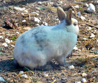 Ta Qali Petting Farm (4)