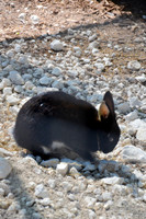 Ta Qali Petting Farm (5)