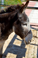 Ta Qali Petting Farm (11)