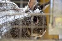 Ta Qali Petting Farm (20)
