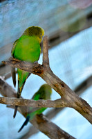 Ta Qali Petting Farm (6)