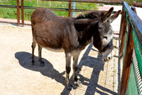 Ta Qali Petting Farm (10)