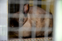 Ta Qali Petting Farm (17)