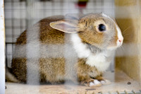 Ta Qali Petting Farm (16)