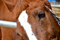 Ta Qali Petting Farm (15)