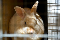 Ta Qali Petting Farm (19)