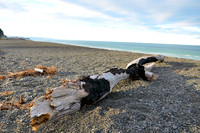 North Island