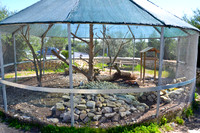 Ta Qali Petting Farm (7)