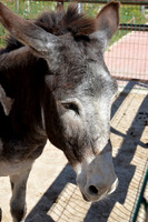 Ta Qali Petting Farm (12)