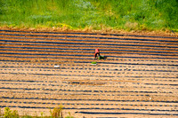 Farmers in Field (6)