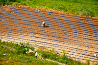 Farmers in Field (4)